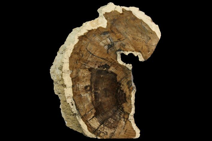 Polished Petrified Wood Stand-up - McDermitt, Oregon #158922
